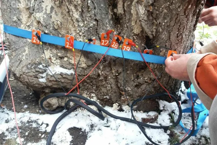 Cluj-Napoca: Primăria a cumpărat un tomograf pentru monitorizarea sănătății arborilor