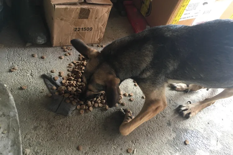 Cățelușă de 2 ani, abandonată și născută cu malformații, a fost operată cu succes la USAMV Cluj-Napoca