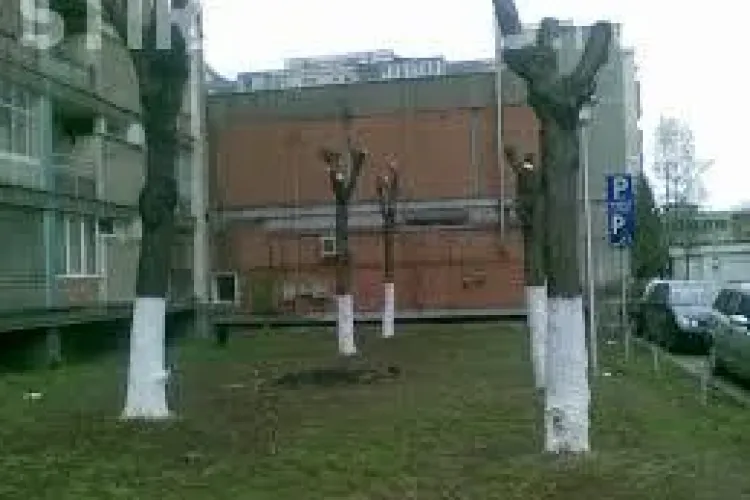 Boc: Toți copacii care sunt toaletați vor avea dosar cu probă martor 