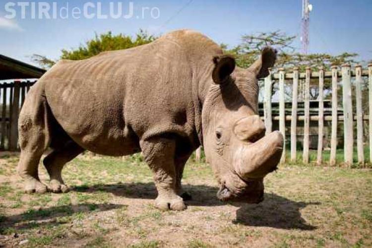 Rinocerul alb, dispare de pe Pământ! Ultimul mascul din specie a murit