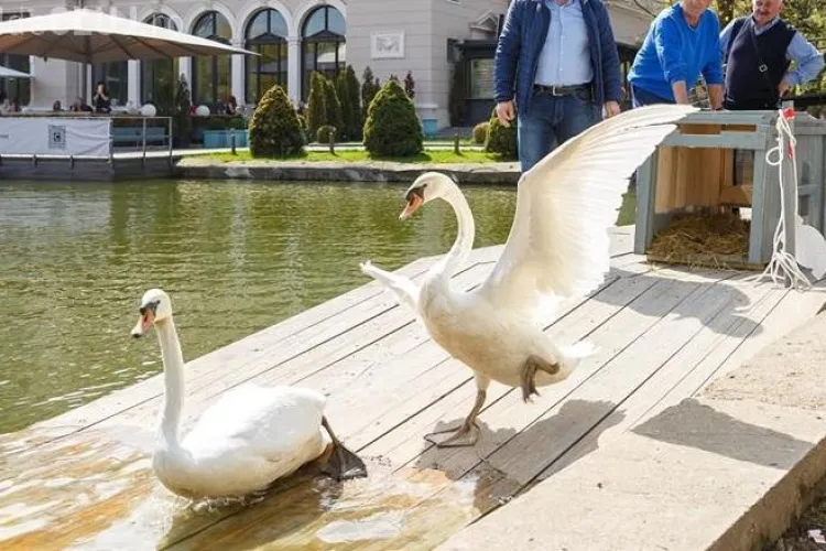 Cluj-Napoca: Două perechi de lebede eliberate pe lacul Chios - FOTO