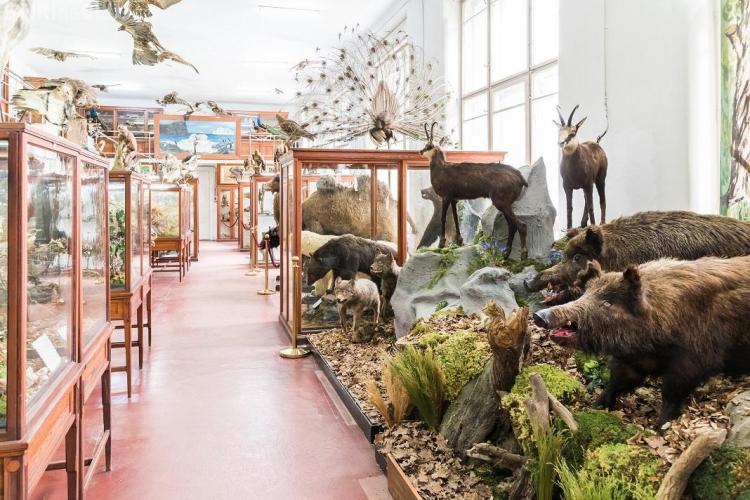 Se redeschide Muzeul Zoologic UBB Cluj