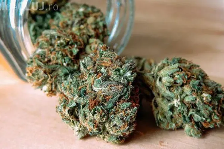 Trafic de droguri la Cluj! Un tânăr a fost ”săltat” de polițiști după ce a ridicat un colet cu 10 kg de cannabis