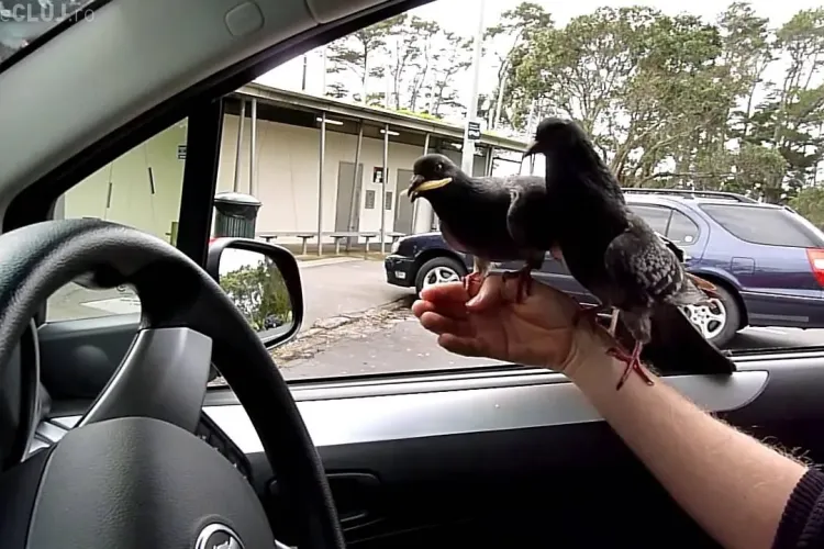 A picat examenul auto pentru că nu a încetinit în preajma unor porumbei