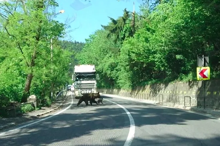 O ursoaică a oprit traficul la Băile Tușnad, pentru a-și traversa puiul - VIDEO