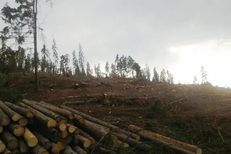 Pădurile de la Mărișel dispar de la un an la altul - FOTO