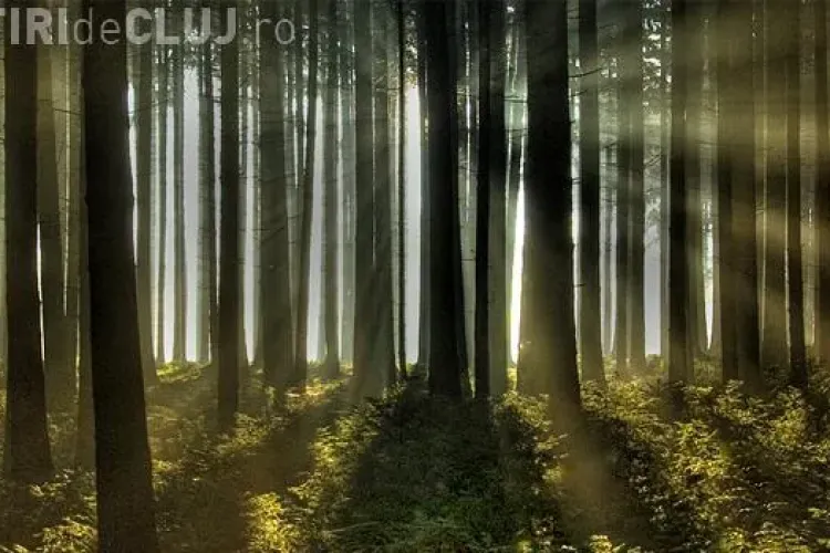 ROMSILVA se plânge că se taie prea puține păduri