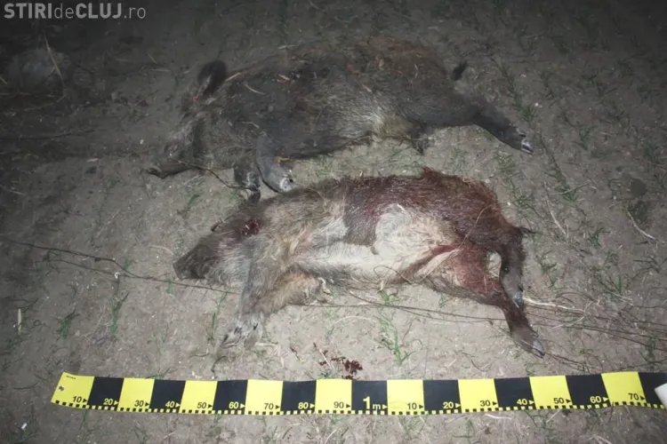 Porci mistreti braconati in comuna Panticeu, judetul Cluj! 