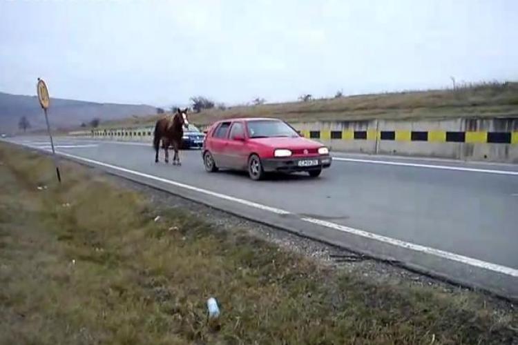 Un clujean si-a legat calul la masina si l-a tras dupa el pe Drumul National 1 - VIDEO si FOTO