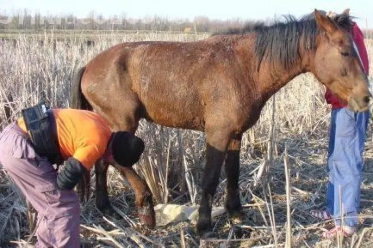 Un barbat din Belis i-a impuscat calul unui vecin, pentru ca i-a intrat pe proprietate
