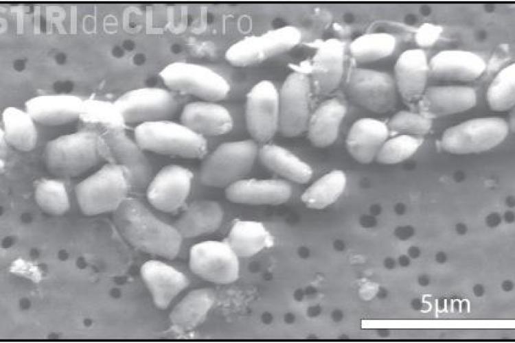 Cercetatorii de la NASA au descoperit o bacterie care supravietuieste in arsenic, o substanta toxica