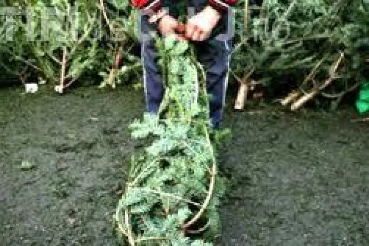 Au aparut hotii de brazi! Pentru 75 de brazi taiati ilegal se primeste numai amenda