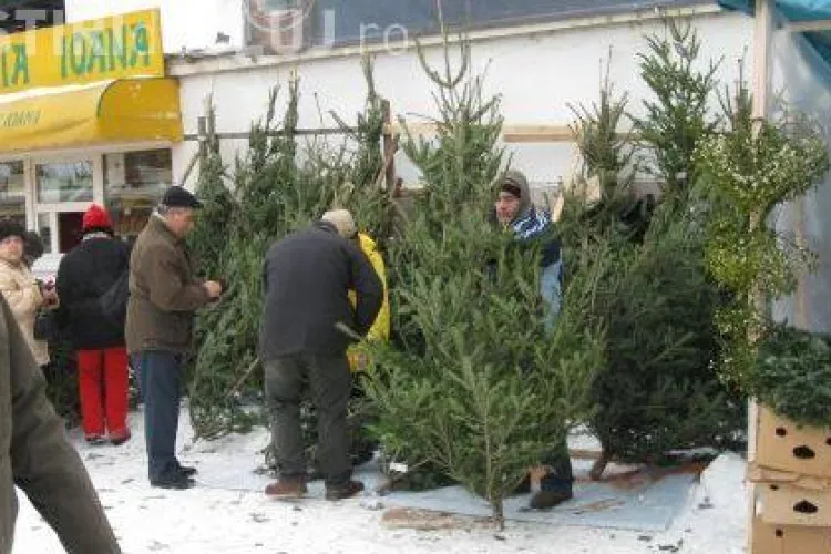 57.000 de brazi scosi la vanzare la Cluj, de Craciun! Vezi cat costa un pom