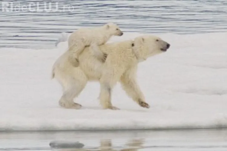 Ursii polari isi cara in spate puii, pentru a-i proteja de frig - FOTO
