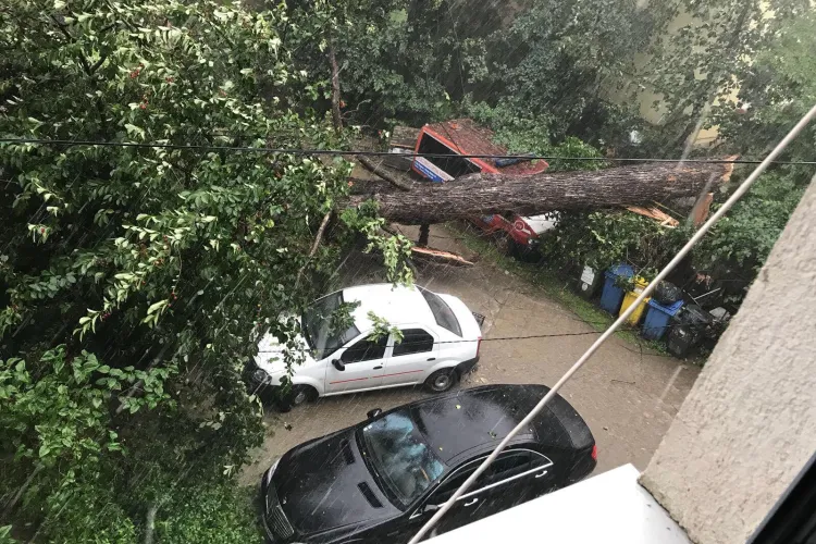 VIJELIE la Cluj: Un brad a căzut peste o casă - FOTO