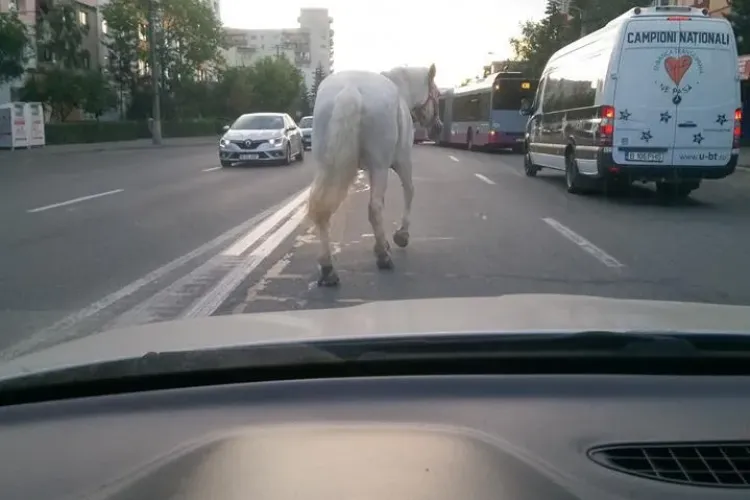 Surpriză în trafic la Cluj. Un cal se plimba nestingherit printre mașini, în Zorilor FOTO
