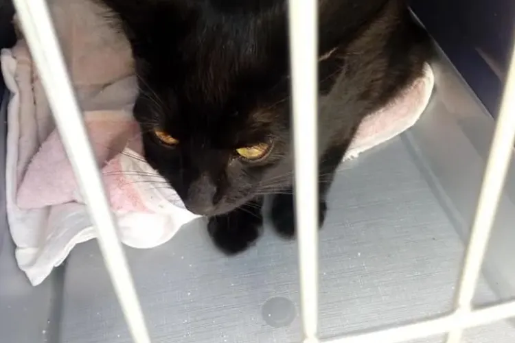 Clujeancă amendată în autobuz pentru că pisica din cușcă nu avea bilet - FOTO