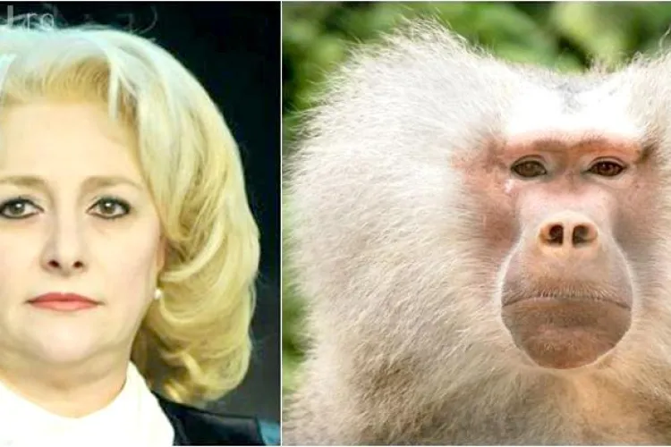 Viorica Dăncilă rămâne cu coafura de ”pavian”. CTP a câştigat procesul cu CNCD