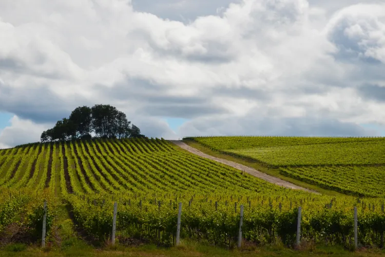 Jidvei vinde must românilor care vor să-și facă vin acasă (P)