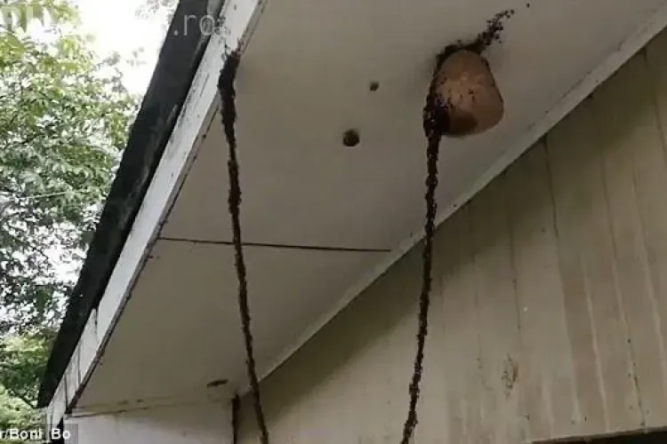 Imagini incredibile. Un milion de furnici au făcut un pod pentru a ataca un cuib de viespi - VIDEO