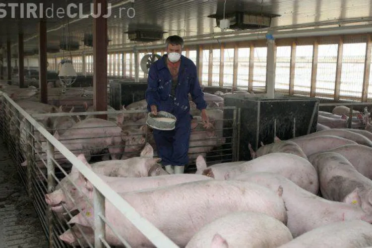 Pesta porcină în Cluj! Se asigură stocul de substanțe dezinfectante 