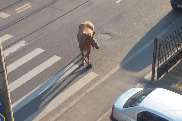 Cal liber pe Bulevardul Muncii. Animalul se plimba pe stradă - FOTO