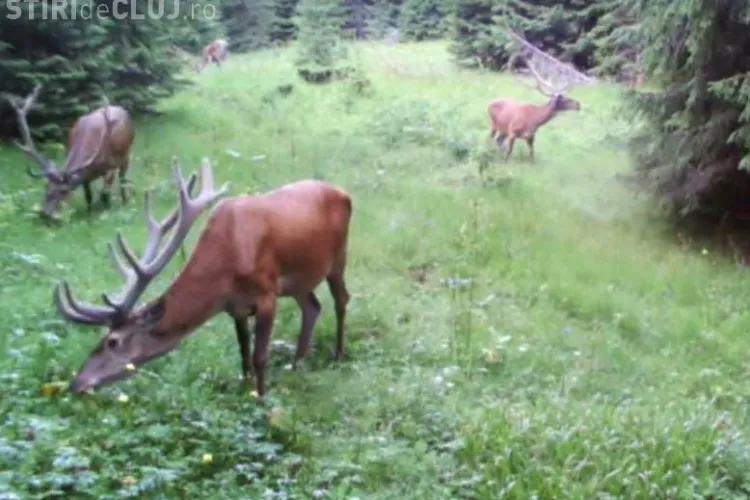 Imagini de o frumusețe unică, surprinse în Parcul Natural Apuseni, cu o cameră specială - VIDEO