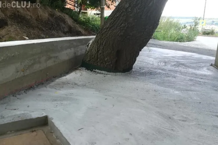 Cluj: La Florești, au betonat o salcie bătrână de lângă biserică - FOTO