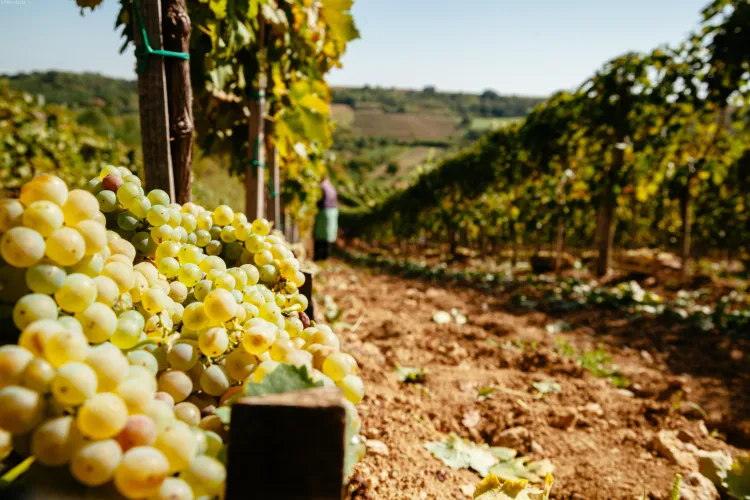 10 motive pentru a-ți face vin de casă cu must de la Jidvei (P)