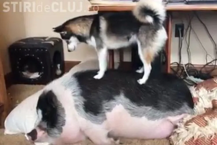 VIDEO VIRAL - Când cel mai bun prieten are chef de joacă, dar tu nu ai dormit destul 