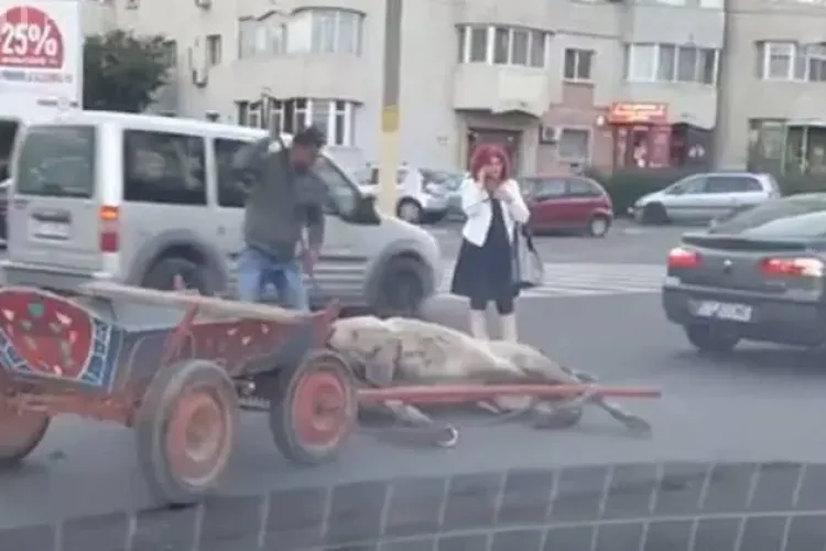 Accident! Un cal a fost lovit de o mașină - FOTO