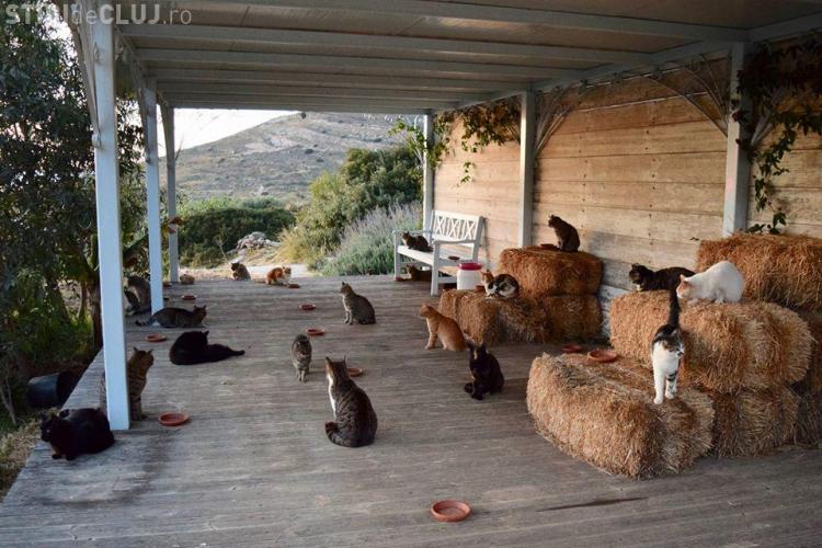 Este căutat un om care să aibă grijă de 55 de pisici pe o insulă din Grecia