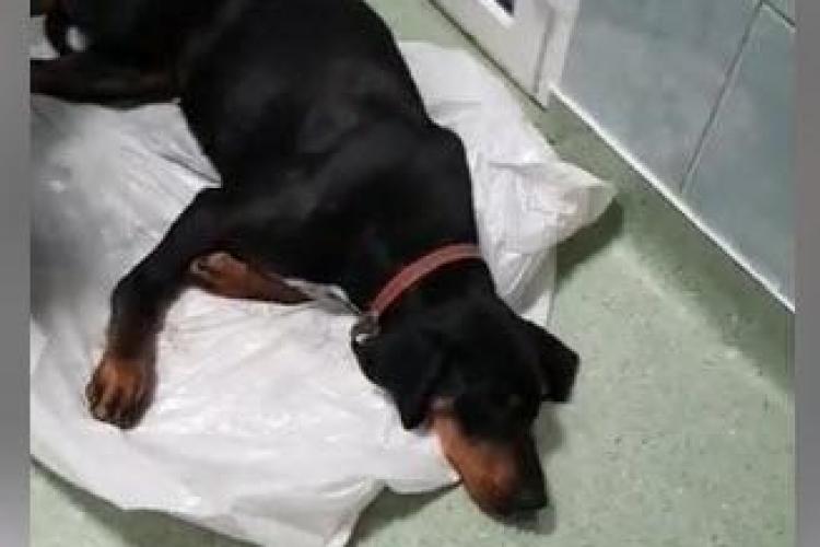 Necropsia câinelui mort la Clinica USAMV Cluj arată că nu putea fi salvat. Medicii: Am fost hărțuiți