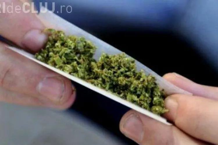 Etnobotanicele pot fi folosite la liber. Nu se mai pedepsește consumul, anunță ICCJ