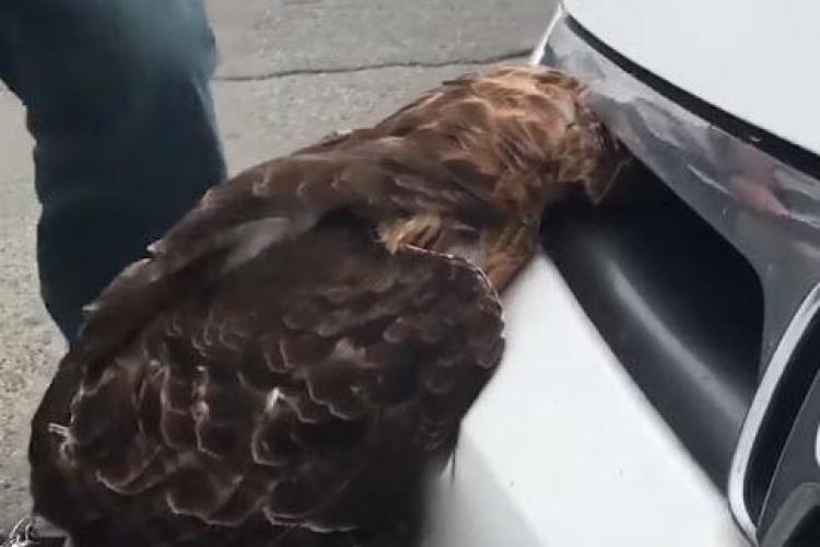 A lovit cu mașina un șoim ieșit la vânătoare! Pasărea s-a prins cu capul în radiator - VIDEO