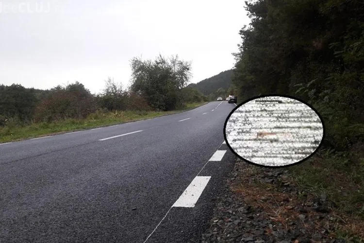 Căprioară ucisă de o mașină la Sfântu Ion. Ce e de făcut? - FOTO