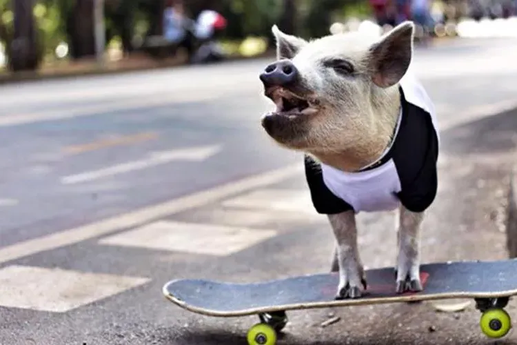 Porc pe skateboard. VIDEO extrem de amuzant
