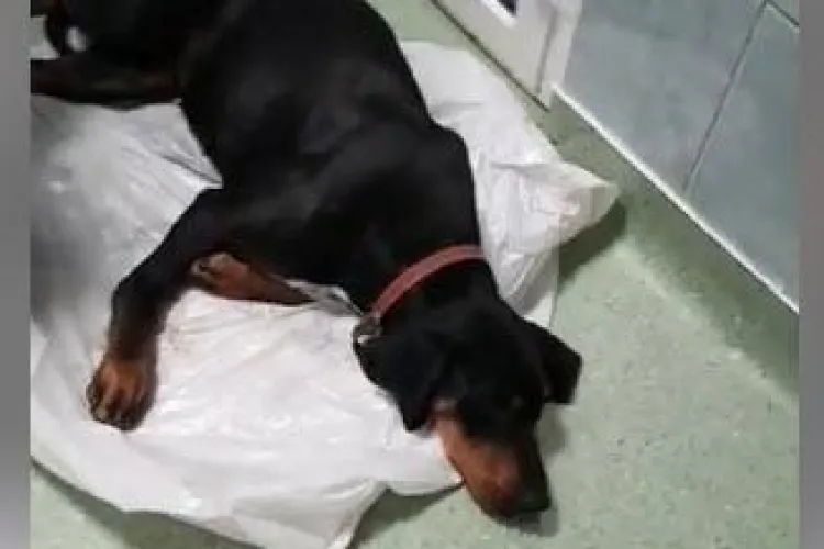 Experiență tristă la Spitalul de animale de la USAMV: Au lăsat câinele să moară - VIDEO