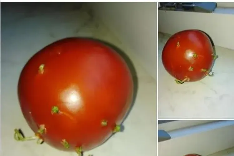 Un clujean a făcut un experiment cu roșii made în Germania. Au încolțit și nu s-au stricat - FOTO