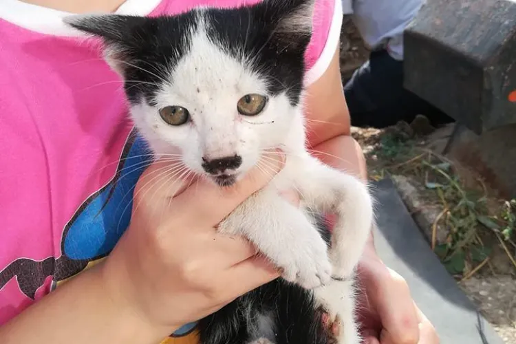 Pui de pisică salvat de clujenii cu inimă! Pompierii au refuzat să se deplaseze - FOTO