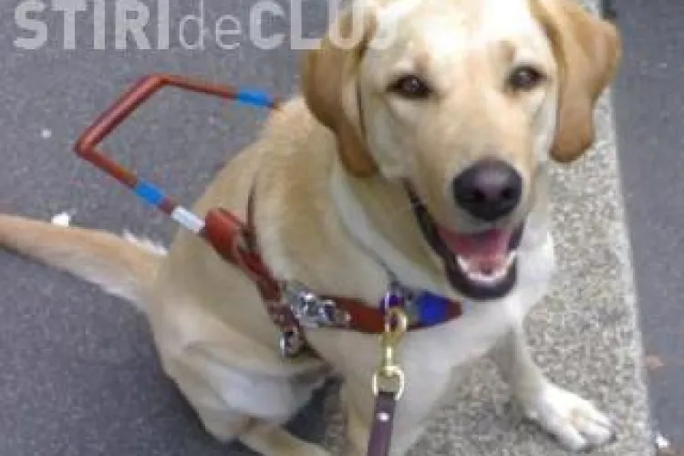 Cluj: Tânăr nevăzător dat afară din KFC, din Piața Unirii, pentru că era cu câinele / UPDATE