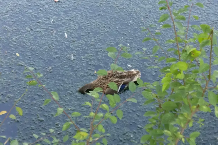 Rațe sălbatice moarte pe lacul mic de lângă Iulius Mall. Poluare? - FOTO