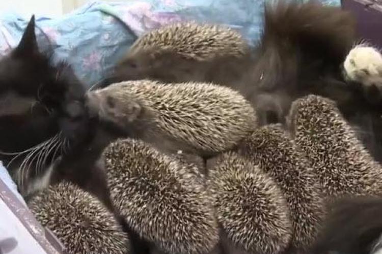 Imagini adorabile! O pisică a adoptat o ”familie” de arici orfani - VIDEO
