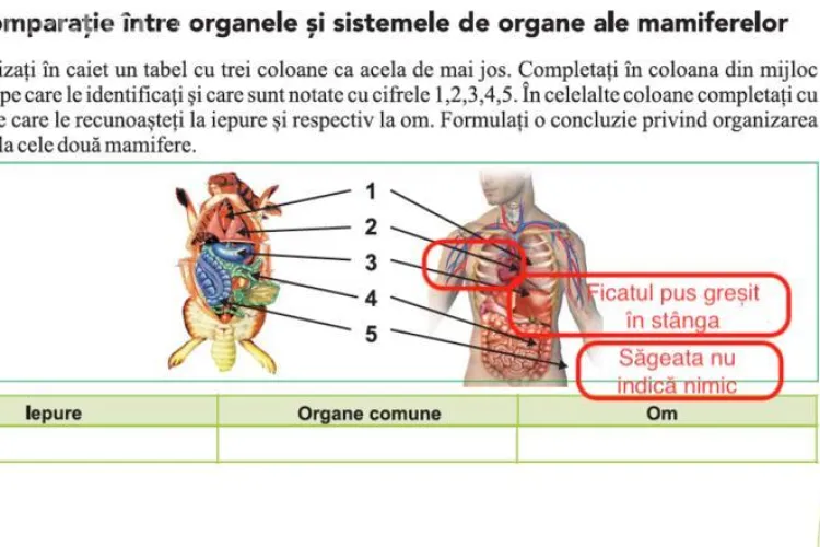 Erori și în manualul unic de biologie: inima și ficatul, poziționate greșit în corp