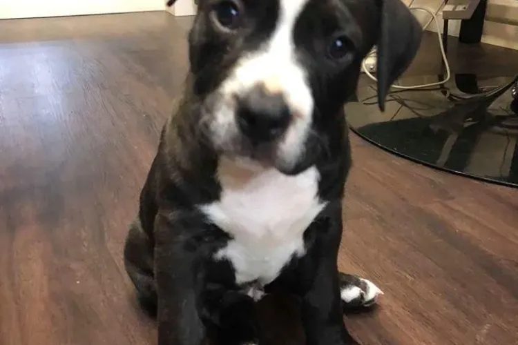 Cățel furat din parc, căutat de polițiștii clujeni. L-ați văzut? FOTO