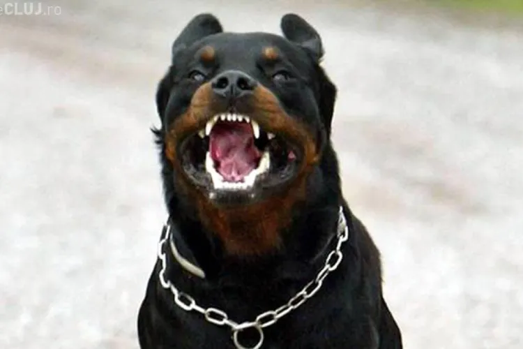 Câine ”măcelărit” pe trotuar, în zona FSEGA. Dulăii au scos capul prin gard. Putea fi un copil - FOTO