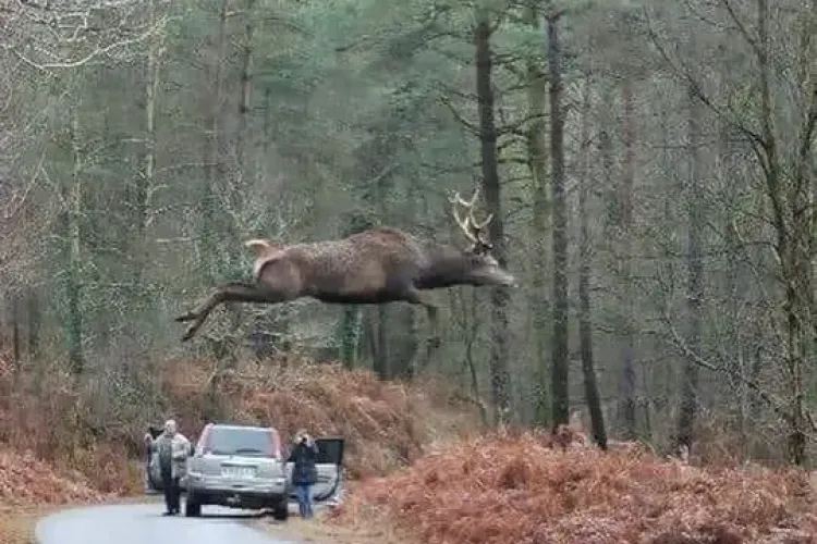 Ce credeți despre această poză incredibilă - FOTO