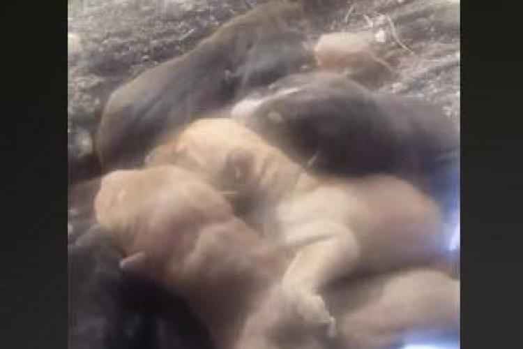 Cluj: A găsit 7 pui de câine abandonați pe drumul spre Gârbău și caută o mamă surogat - VIDEO