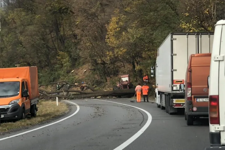 Trafic blocat pentru aproape două ore pe un drum din Cluj, din cauza unor copaci căzuți pe șosea FOTO