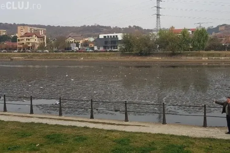 Gunoaie pe Someș: ”Nu sunt lebede sau pescarusi... ci gunoi” - FOTO